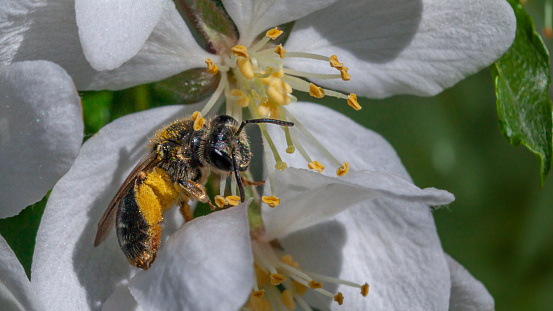 A Dunning's miner bee pollinates an ornamental apple blossom in the spring.