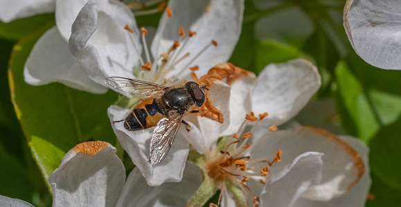 A syrphe, European drone fly visits a flower in the Laurentian forest in the spring.