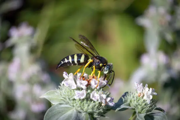 A Four-banded stink bug hunter wasp gathers pollen from a Clustered Mountainmint flower in a summer garden.