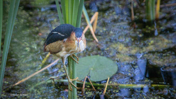 istock Least bittern, (Ixobrychus exilis), Avetorillo Americano, Petit Blongios. 1497189600
