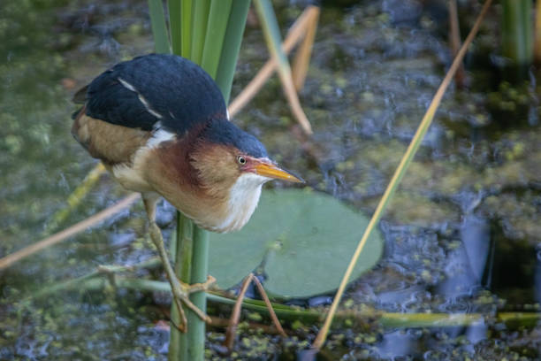 istock Least bittern, (Ixobrychus exilis), Avetorillo Americano, Petit Blongios. 1497189615