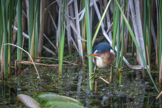 istock Least bittern, (Ixobrychus exilis), Avetorillo Americano, Petit Blongios. 1497189758