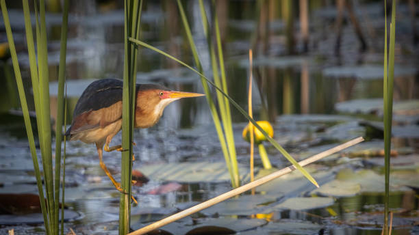 istock Least bittern, (Ixobrychus exilis), Avetorillo Americano, Petit Blongios. 1497189787