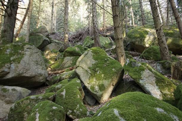 istock a forest with a pile of moss covered rocks on the ground 1497190796