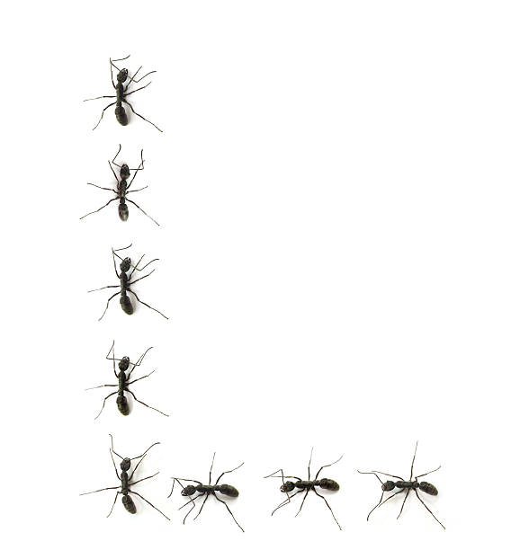 istock alphabet letters spelled by ant in line 149719126