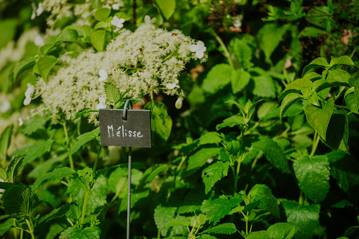 Lemon balm leaves and flowers in the Jardins Renoir - Montmartre, Paris. Lemon balm (Melissa officinalis) is a perennial herbaceous plant in the mint family. The leaves have a mild lemon scent. During summer, small white flowers full of nectar appear. The leaves are used as a herb, in teas and also as a flavouring in ice cream and candies. The plant is used to attract bees for honey production. It is grown as an ornamental plant and for its oil (to use in perfumery or in toothpastes).