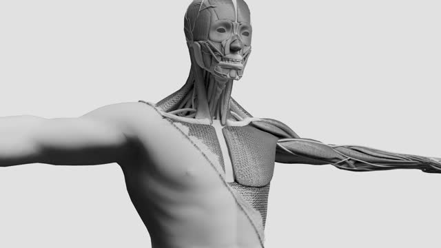 Mesmerizing Fusion Intricate Threadwork Forms Fascinating Human Anatomy, muscles, organs, bones, Abstract Human Form Revealed, Sewing, upper body muscle, male body, surgery, 3d render