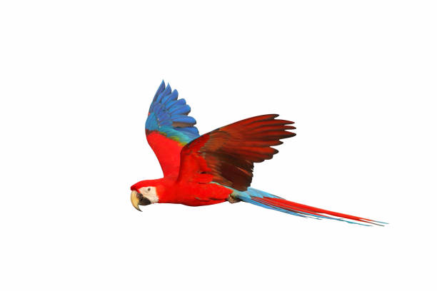 Parrot Colorful flying parrot isolated on white background. green winged macaw stock pictures, royalty-free photos & images