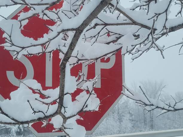 a stop sign is covered in snow under the branches of a tree圖像檔