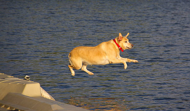 Yellow Lab Jumping from a dock stock photo