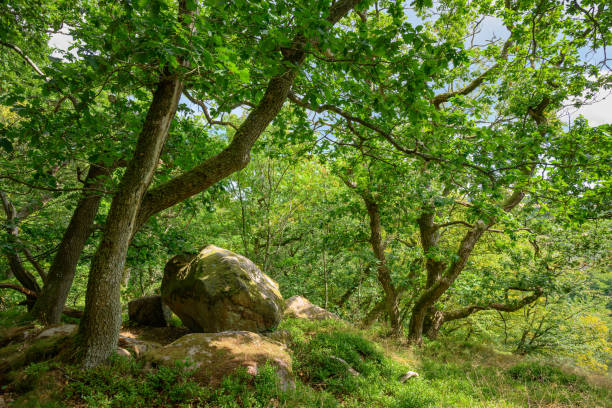 Boulder in the woods above the cliffs of the "Ekkodalen" valley in the "Almindingen" forest on the island of Bornholm Location: Denmark, Styrtebakkerne - additional specs: echo, local recreation green valley denmark stock pictures, royalty-free photos & images