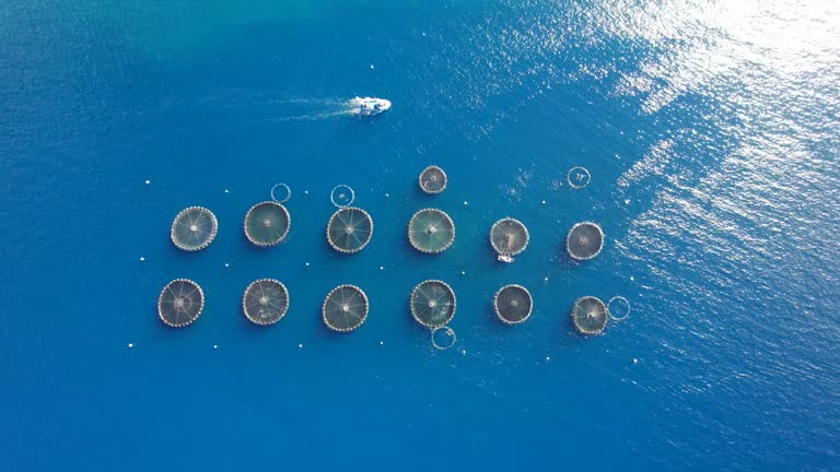 Fly over above Fish farm in the Atlantic Ocean