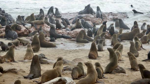 istock Seals at the coast of Namibia 1497197595