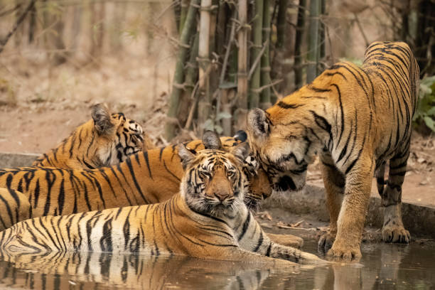 istock Bengal tiger at Tadoba National Park 1497198192