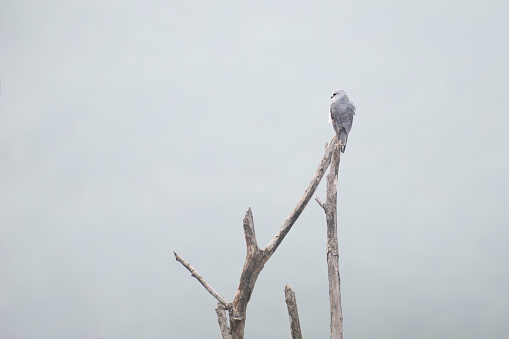 Black winged kite perched on the dry branch of tree