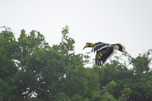 Female Greater hornbill in flight found in the western ghats of Maharashtra wildlife conservation forest