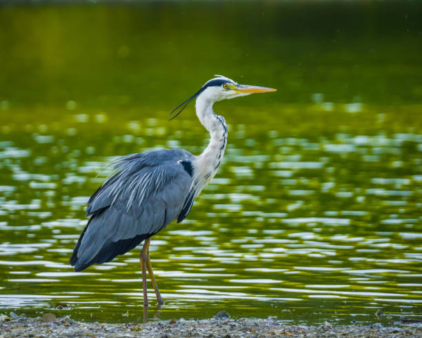 istock Heron standing at water's edge of lake 1497198358
