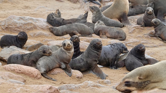 Wild living seals at the ocean