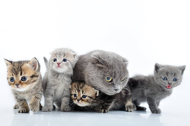 istock cats' family portrait 149719870