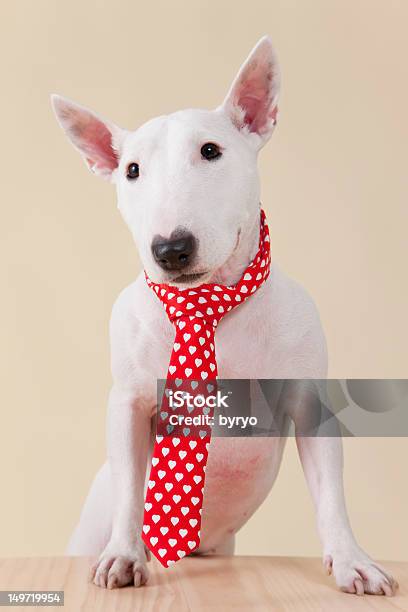 The Bulldog Terrier Which Wears A Tie Stock Photo - Download Image Now - Animal, Animal Themes, Bull Terrier