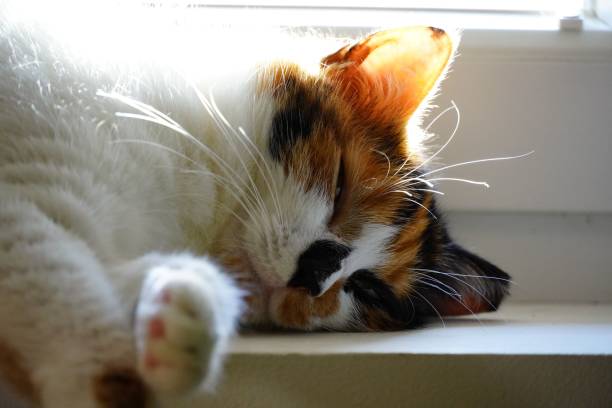 istock Tricolor cat curled up on a windowsill, peacefully napping in the sunlight 1497199673