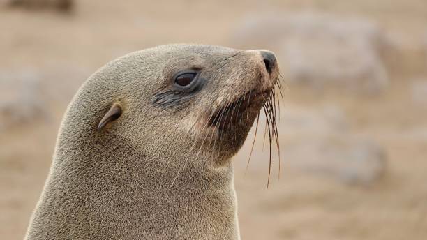 istock Seals at the coast of Namibia 1497199759