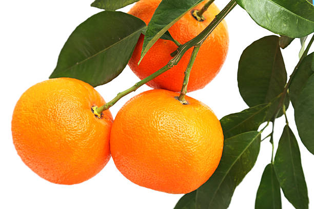 orange fruit stock photo