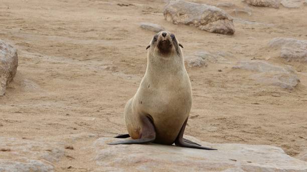istock Seals at the coast of Namibia 1497199760