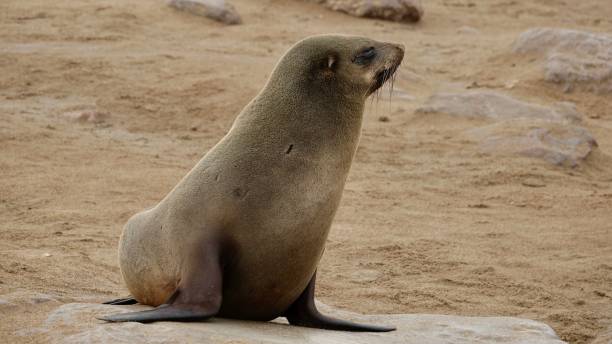 istock Seals at the coast of Namibia 1497199761