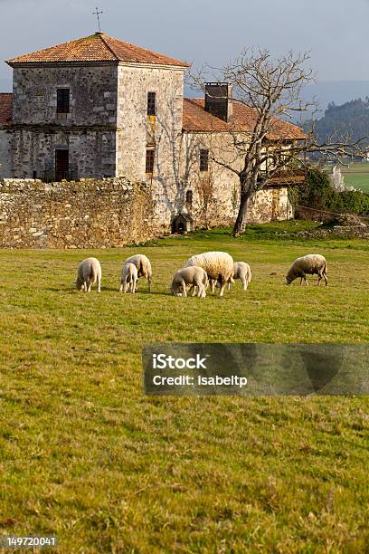 S Manor Y De Cordero Foto de stock y más banco de imágenes de Animal - Animal, Animal doméstico, Anochecer