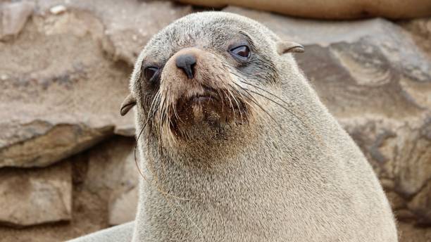istock Seals at the coast of Namibia 1497200989