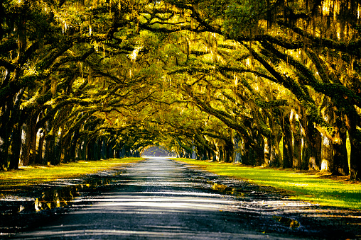 Oak road in plantation near Savannah, Georgia, USA. Toned Image.