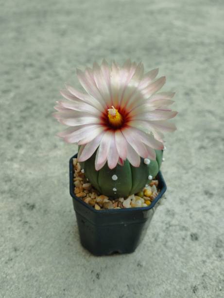 istock Astrophytum asterias cactus is pink flower bloom. 1497204626