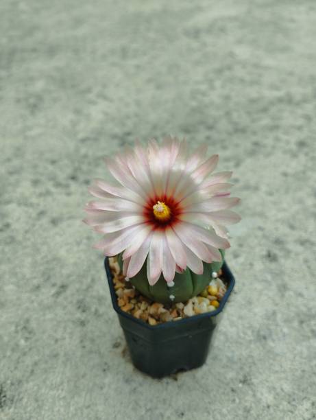 istock Astrophytum asterias cactus is pink flower bloom. 1497204652
