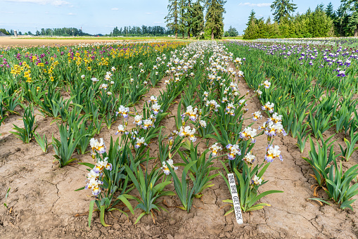 A huge field of Iris flowers in Salem Oregon.