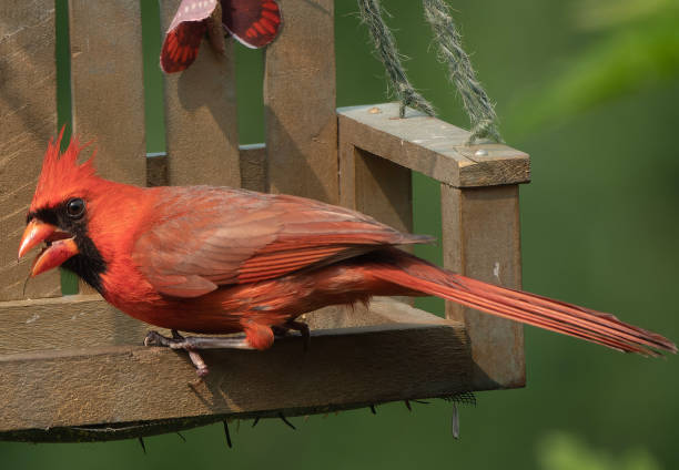 istock A Northern Cardinal on the bird feeder 1497207967