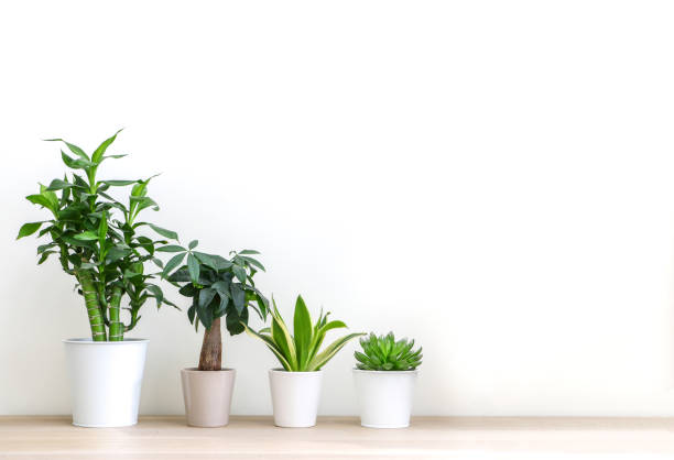 istock Different house plants lined in height order, tallest too smallest, against white wall, on wooden floor, freshening up and decorating up spacious room interior 1497208613