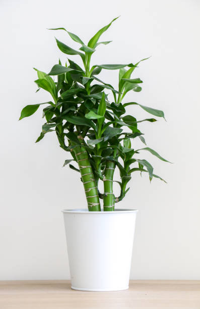 scatto verticale di bambù portafortuna verde vibrante fresco (dracaena braunii) in vaso bianco sul tavolo di legno contro lo sfondo bianco della parete - bamboo shoot bamboo indoors plant foto e immagini stock