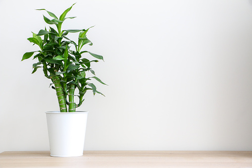 A fresh green lucky bamboo plant (Dracaena Braunii) on left of wooden desk against white wall decorating office or home interior