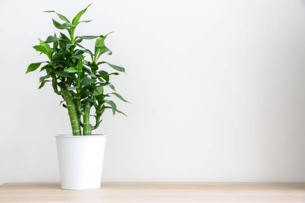 uma planta de bambu verde fresco (dracaena braunii) à esquerda da mesa de madeira contra a parede branca decorando o escritório ou o interior da casa - bamboo shoot leaf bamboo green - fotografias e filmes do acervo