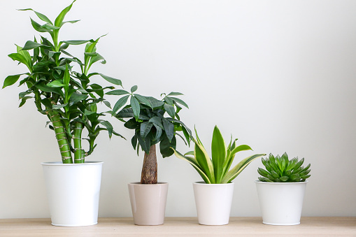 Close up of four different house plants lined tallest too smallest against white wall on wooden surface, freshening up and decorating home interior