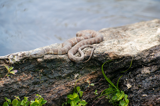 A northern watersnake sunning on a rock, in the middle of a Virginia river.