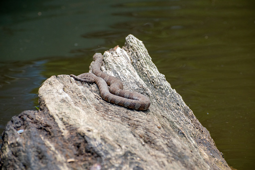 A northern watersnake sunning on a rock, in the middle of a Virginia river.