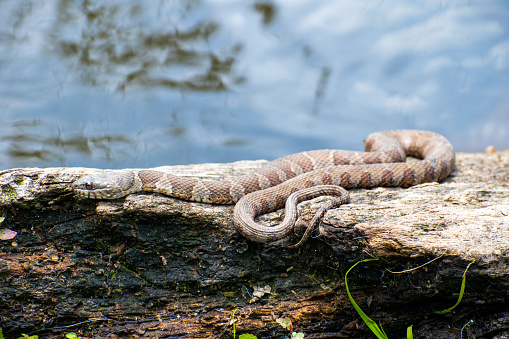 A northern watersnake sunning on a rock, in the middle of a Virginia river.