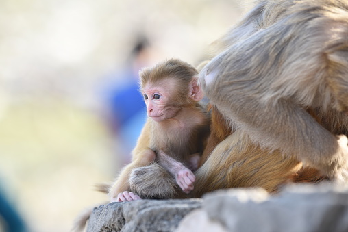 Love transcends species in this captivating photograph, as a monkey mother cradles her little one with infinite tenderness, illuminating the nurturing side of nature's wonders.