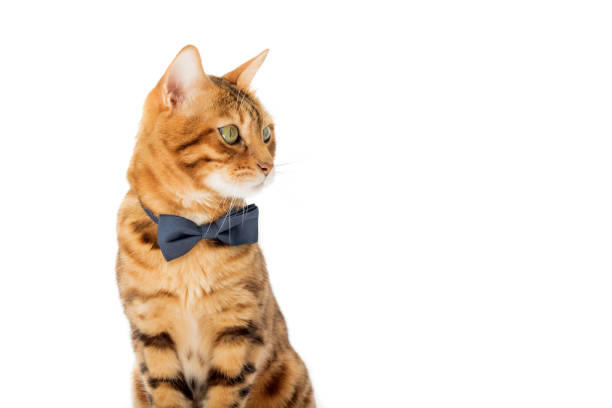 istock A cute red cat sits in a bow tie on a white background. 1497209769