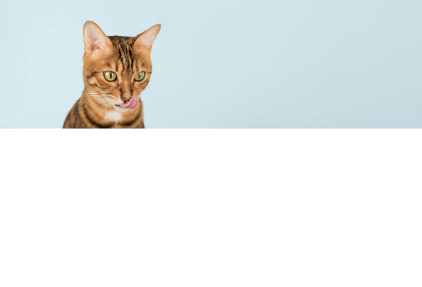 istock Funny hungry bengal cat licks his lips. Isolated on background. 1497209834