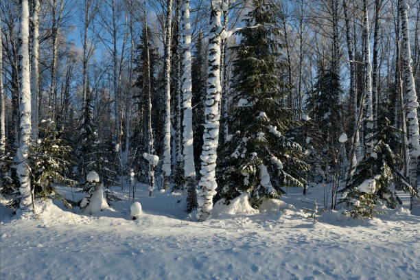 A serene winter forest blanketed in snow, with towering trees under a moody sky—capturing the quiet beauty of a cold, pristine wilderness.
