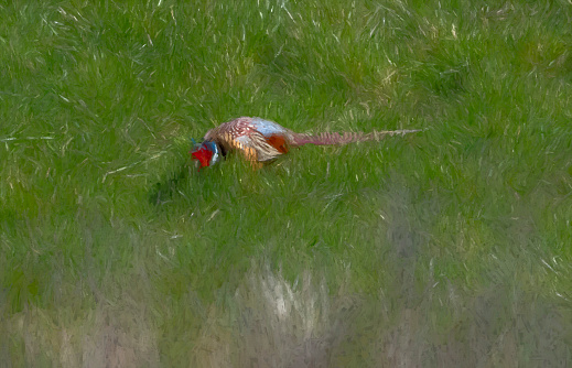 Male Pheasant in grassland at Snettisham.