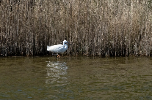 Little egret in the reedbeds at Snettisham.